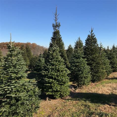 Christmas tree farm near me - Starr Pines Christmas Tree Farm : Skip through this 200-acre farm and take in the scenery of the rows and rows of trees. It's free range to choose whichever …